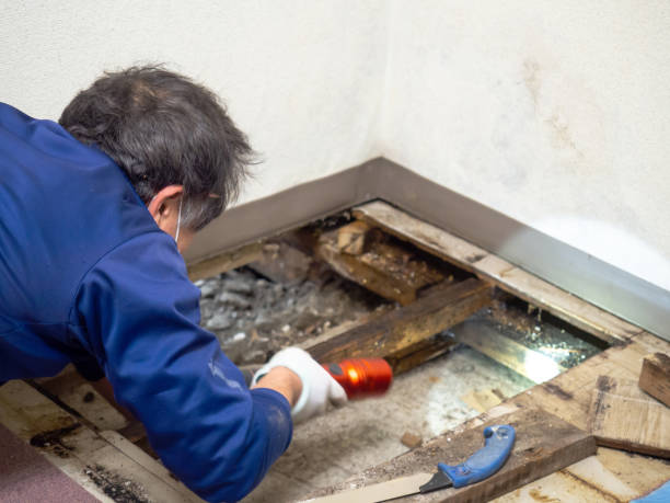 Best Attic Mold Removal  in Welcome, NC
