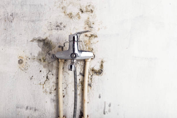 Best Fast Mold Removal  in Welcome, NC