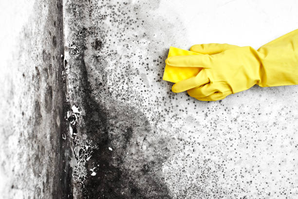  Welcome, NC Mold Removal Pros
