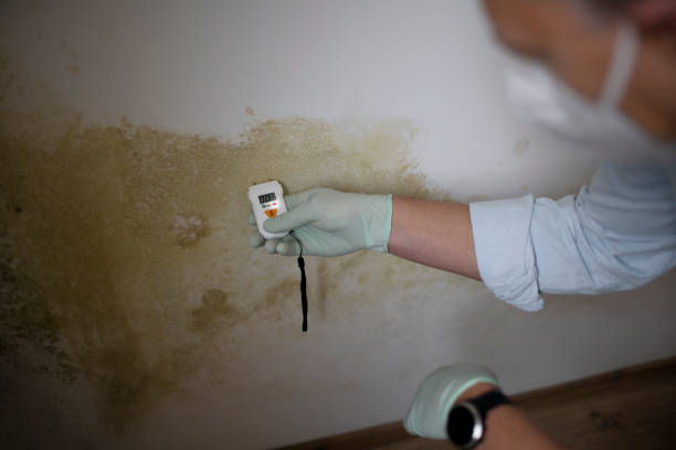 Best Mold Remediation  in Welcome, NC
