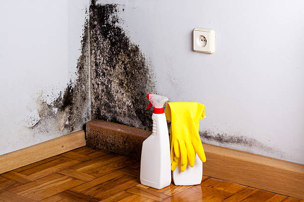 Best Office Mold Removal Services  in Welcome, NC