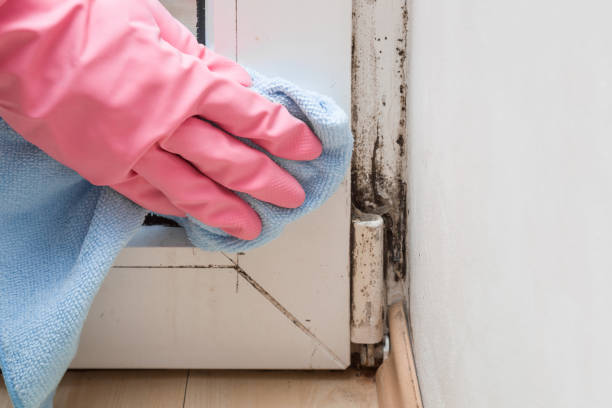 Best Emergency Mold Removal  in Welcome, NC