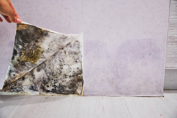 Best Affordable Mold Removal  in Welcome, NC